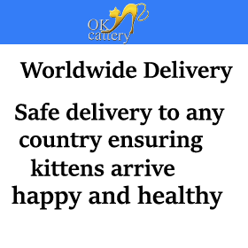 devon rex Worldwide deliwery