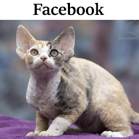 devon rex facebook
