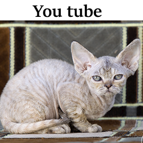 devon rex youtube