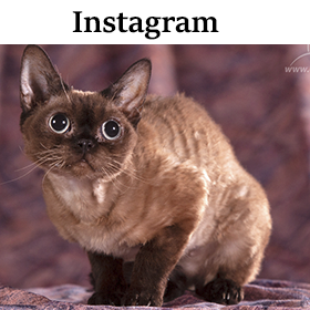 devon rex instagram