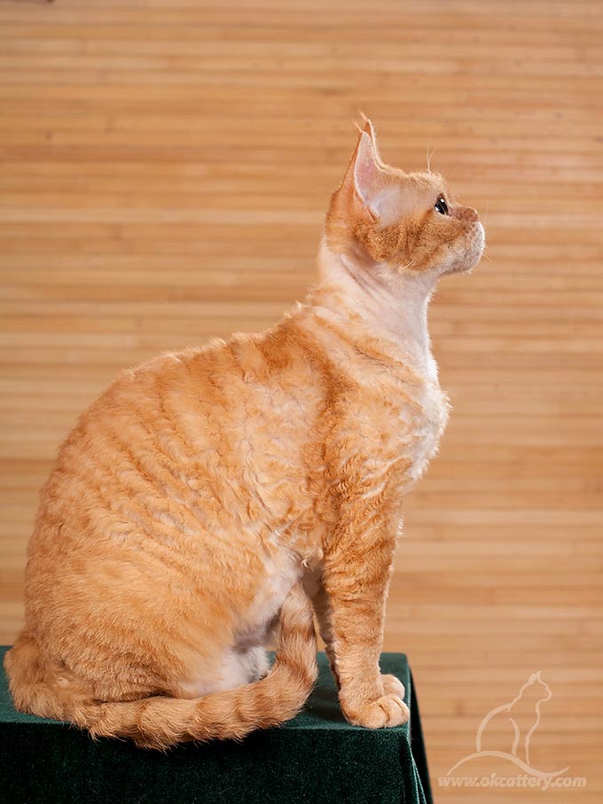 devon rex