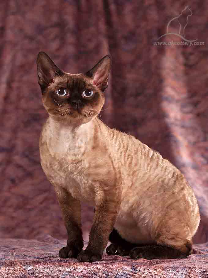 Devon Rex kitten male n32 for sale Europe