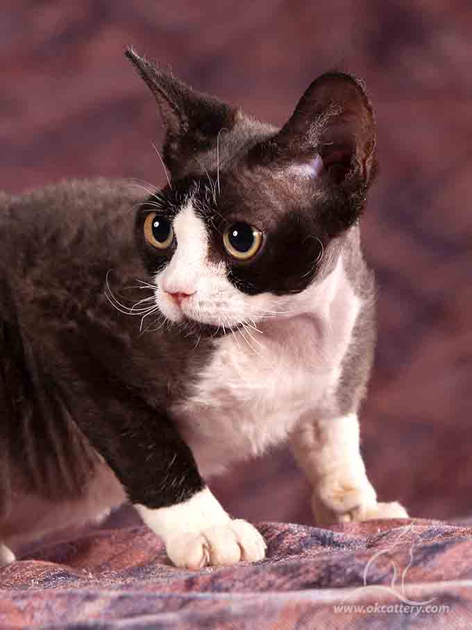 Devon Rex kitten female n03 for sale Europe
