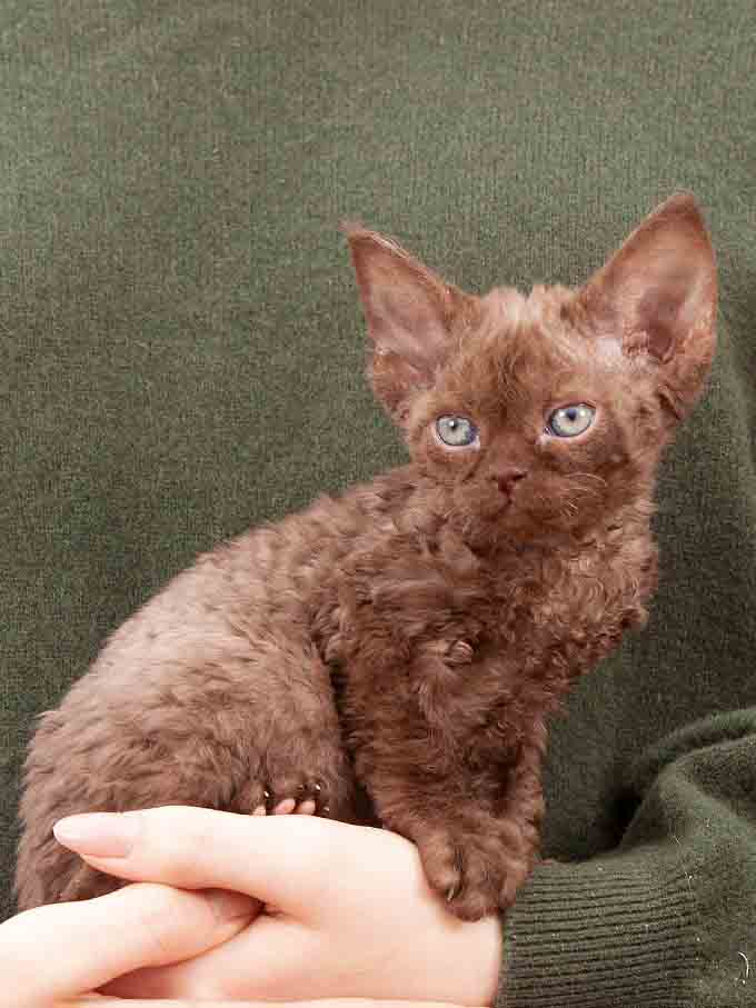 Devon Rex kitten male b for sale Europe