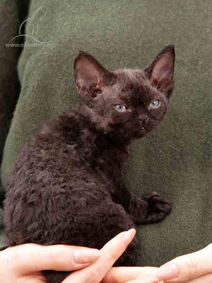 Devon Rex kitten male n for sale Europe